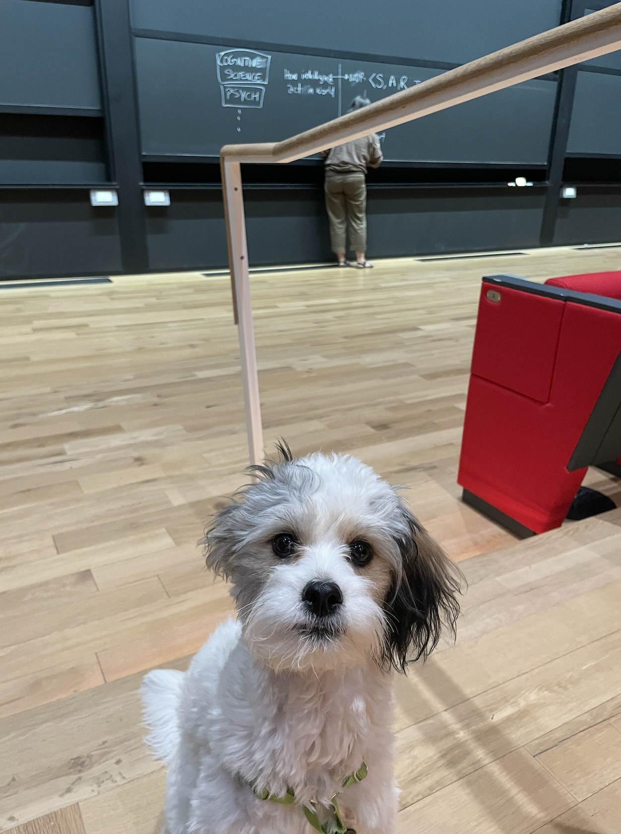 Lab dog in lecture hall